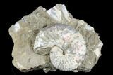 Iridescent Ammonite (Discoscaphites) - South Dakota #180848-1